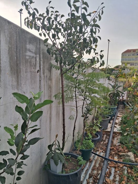 Ameixoeira Rainha Cláudia verde