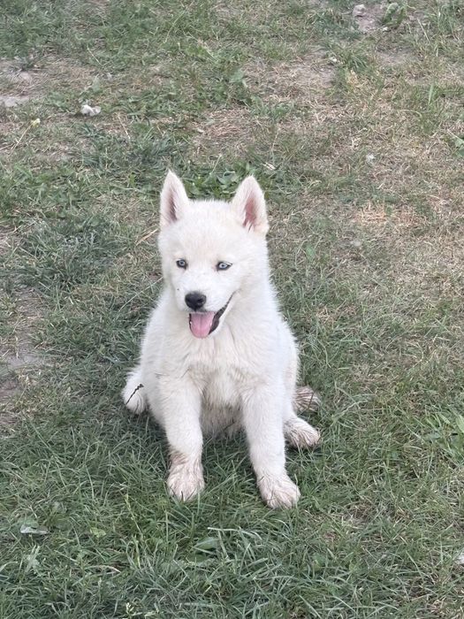 Husky syberyjski
