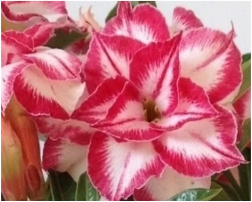 Аденіум щеплений Amaryllis