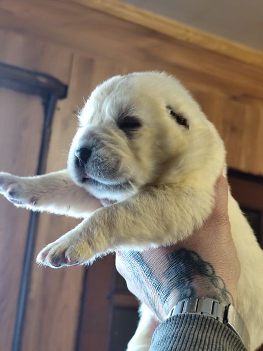 Щенки Алабая ребята звоните