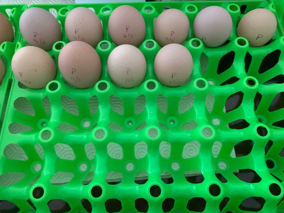 Ovos Galinhas Brahma Galados