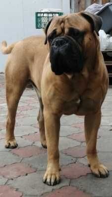 бульмастиф парень