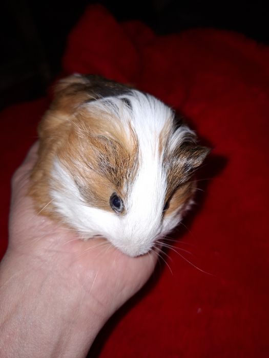 Świnka Morsja samczyk