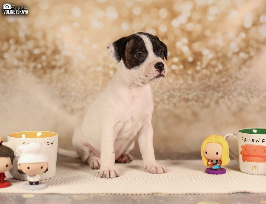 Стаффордширський бультер'єр