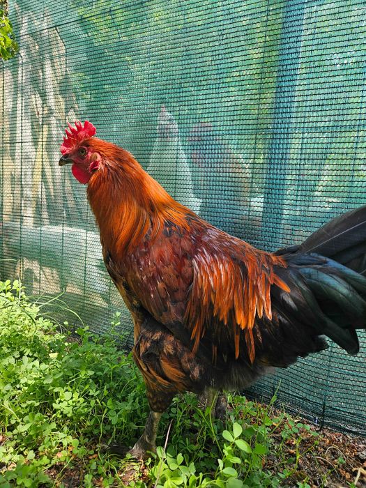 Koguty Marans młode 3miesięczne