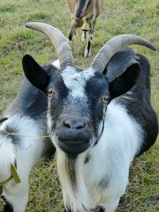 Молодий козлик +380965179930