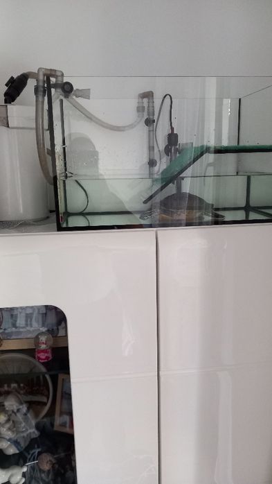 Sprzedaję żółwia.