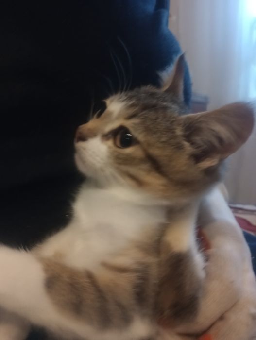 Соня 5 мес стерилизованная