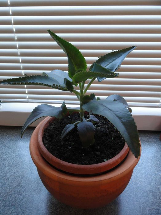 żyworódka aloes roślina lecznicza kwiaty doniczkowe