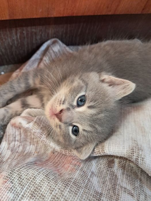 Кошенята сиамські