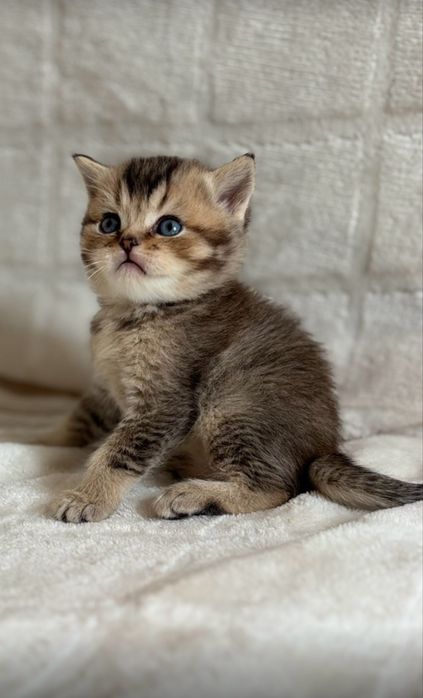 Чистокровні золоті шиншили