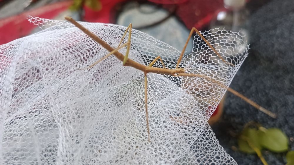 Oddam pilnie patyczaki szukają domu