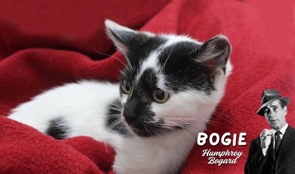 Gatinhos 2,5 meses para ADOÇÃO