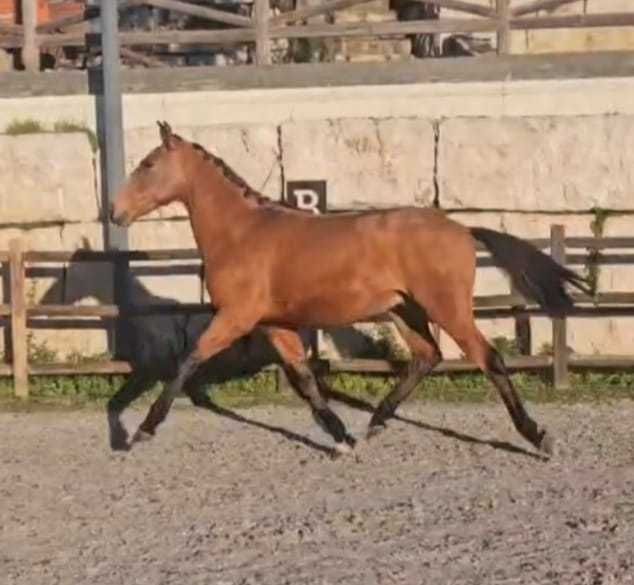 Lusitano 35 meses