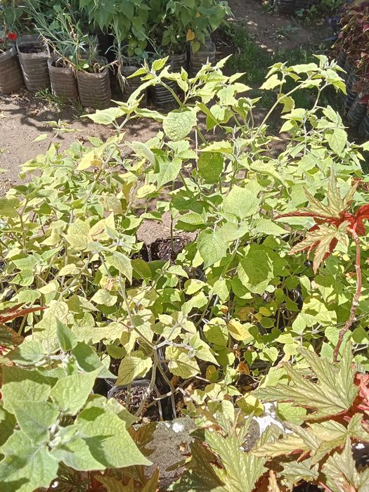 Dã-se physalis plantas
