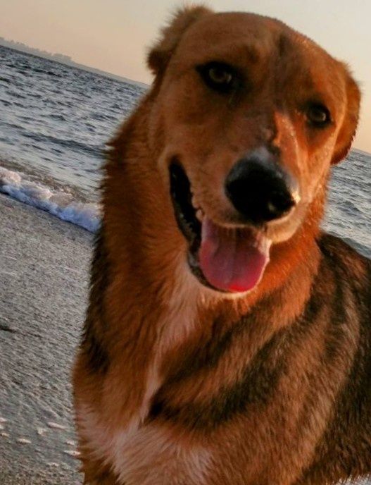 В добрые руки молодой крупный красавчик пёс