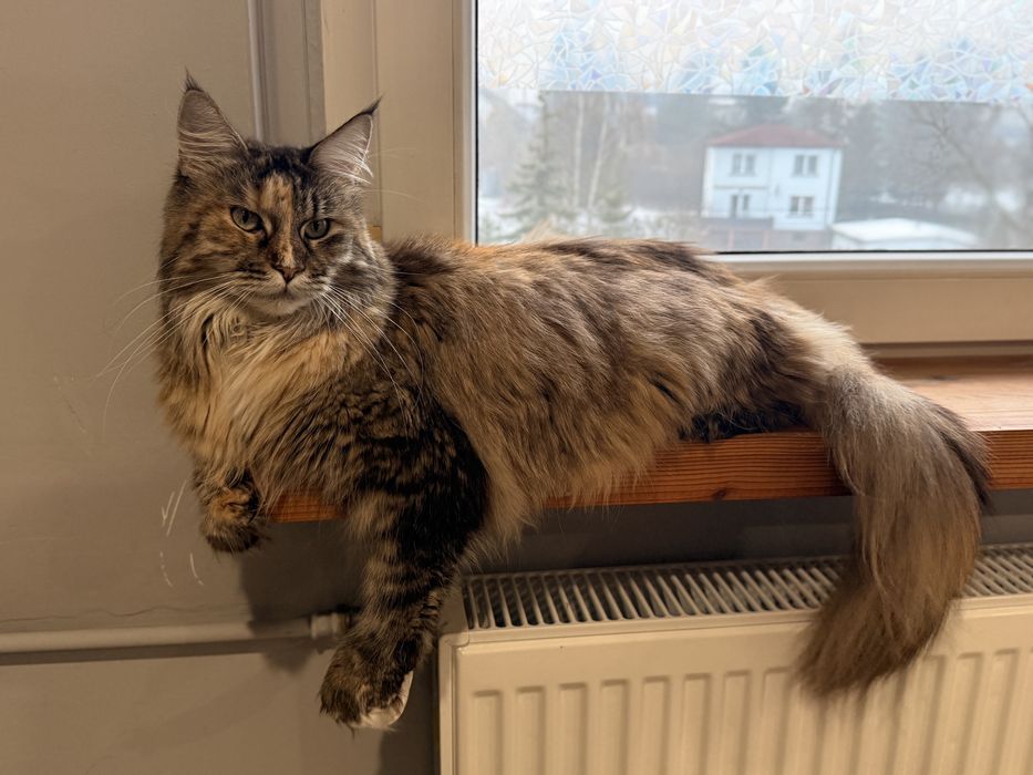 PILNE Kicia szuka pilnie odpowiedzialnego domu
