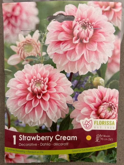 Жоржина клубні Нідерланди