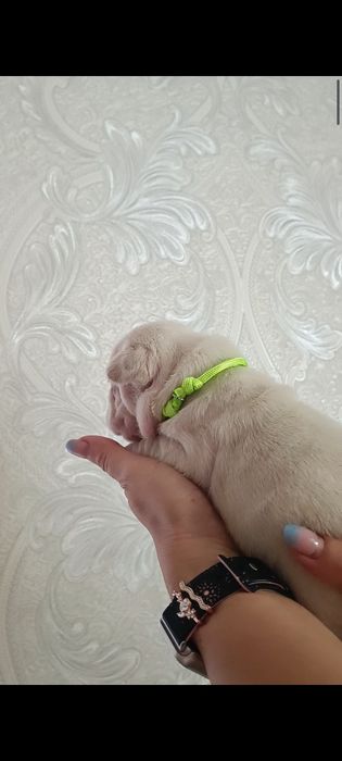 Красуня дівчинка