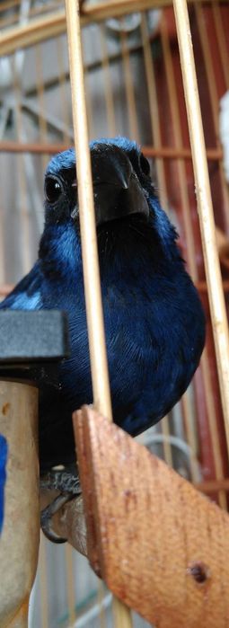 Azulao da Amazónia Casal adulto