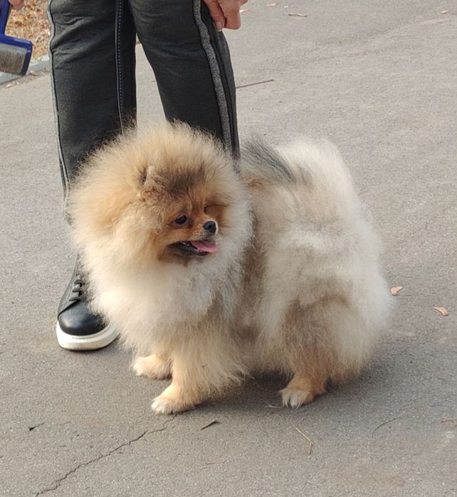 Мальчик померанский шпиц