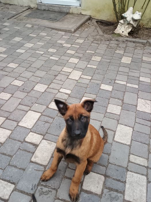 Продам цуценят бельгійської вівчарки