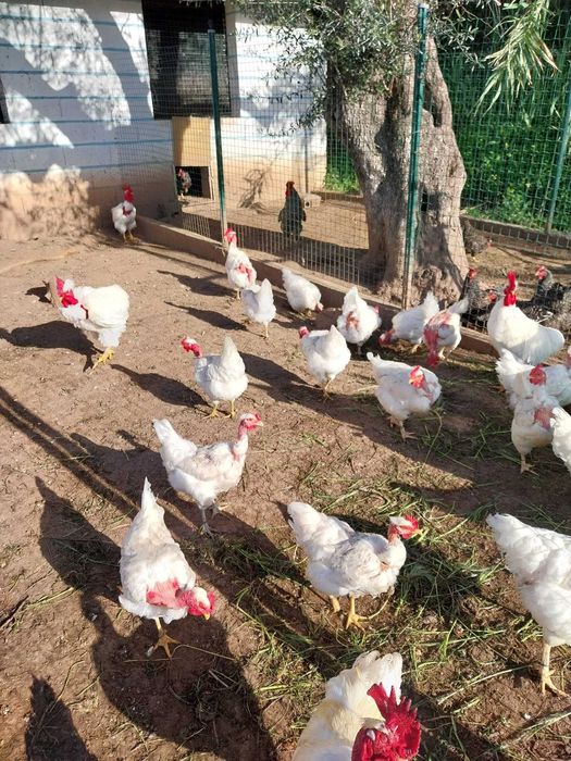 Galinhas de raças autóctones