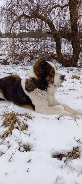 Жених ищет невесту