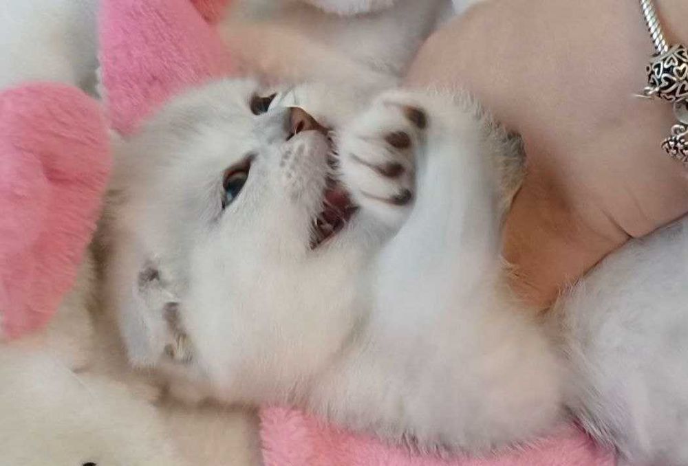 Шотландські висловухі і прямовухі котики, кошенята