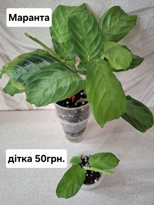 Кімнатні квіти, ціна підписана.