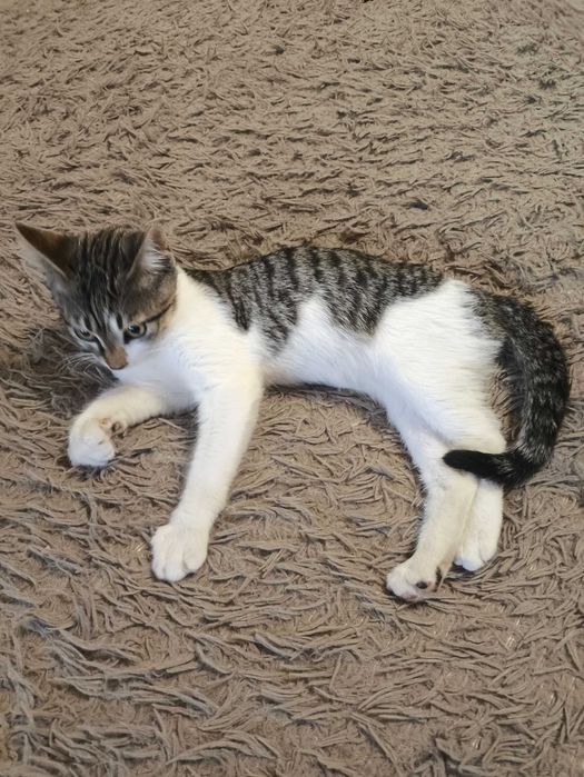 Котик, безкоштовно
