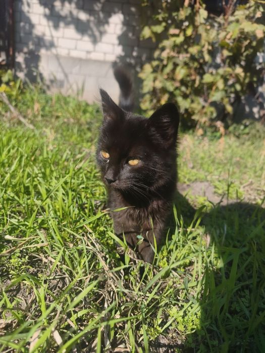Віддам кошеня в добрі руки