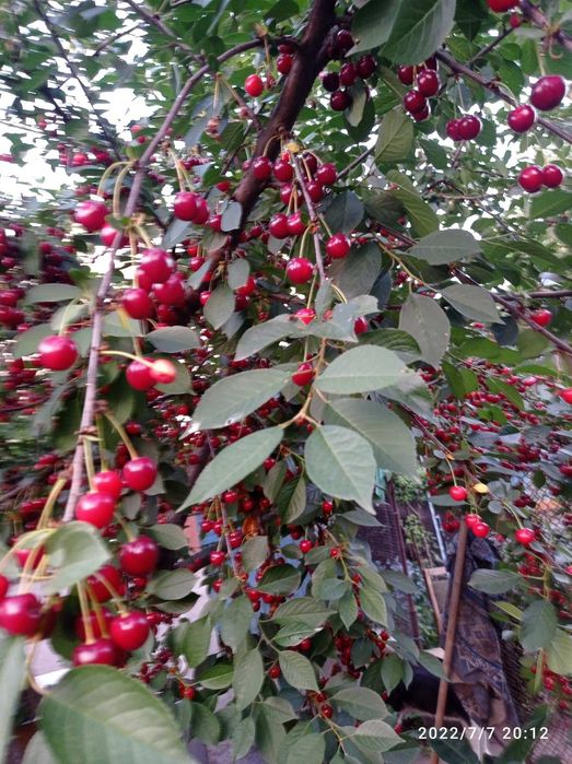 Саженцы вишни Любка (крупноплодной)