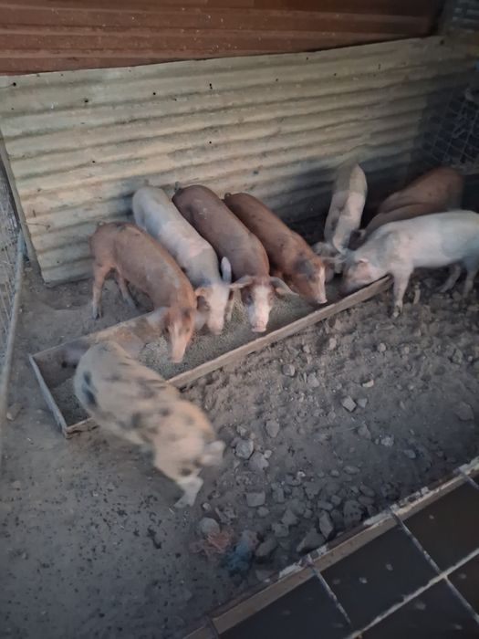 Vendo leitões cruzados