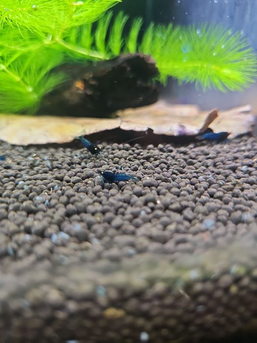 Blue Devil Orange Eyes caridina Krewetki (Vin fish)