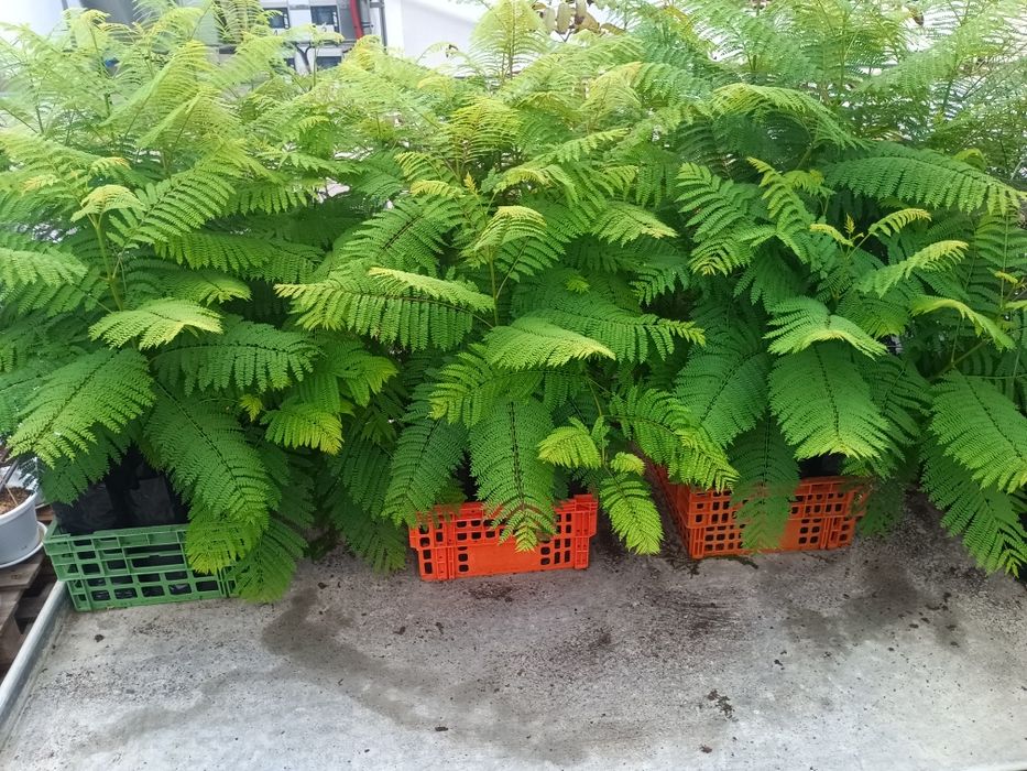 Jacarandá até 3 metros de altura.