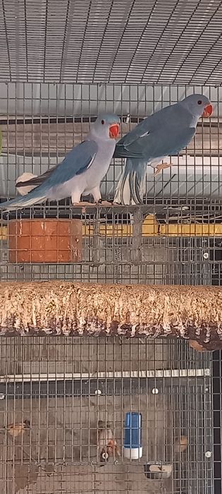 Ring necks adultos e novos. Várias mutações , CCs e / CC