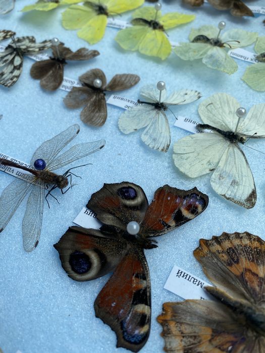 Поодам комах, метеликів, жуків