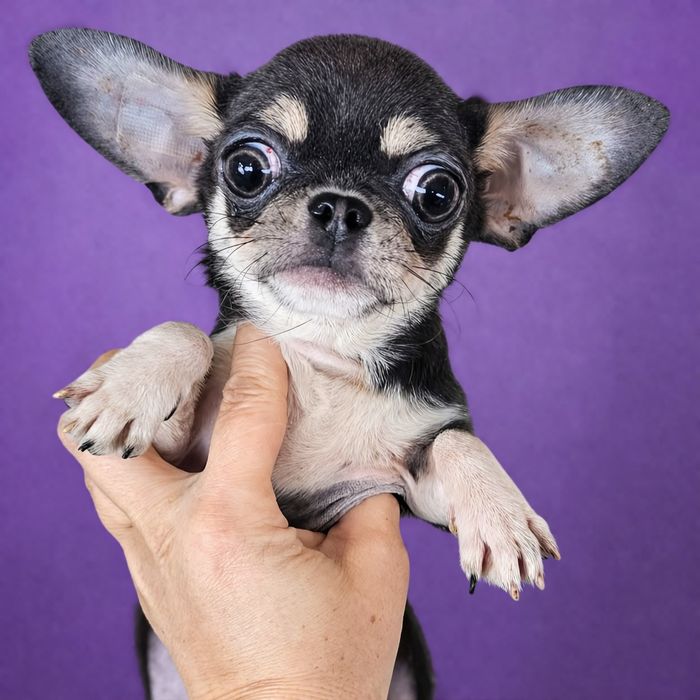 Chihuahua blue tan mini