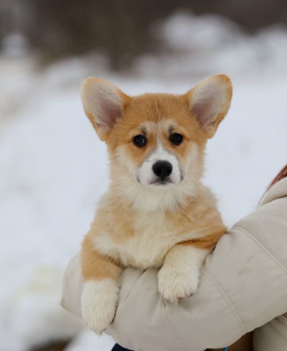Красивый парень вельш корги