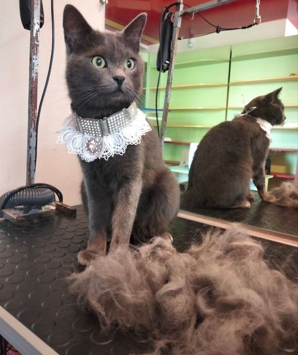 Грумінг, стрижка вичісування котів