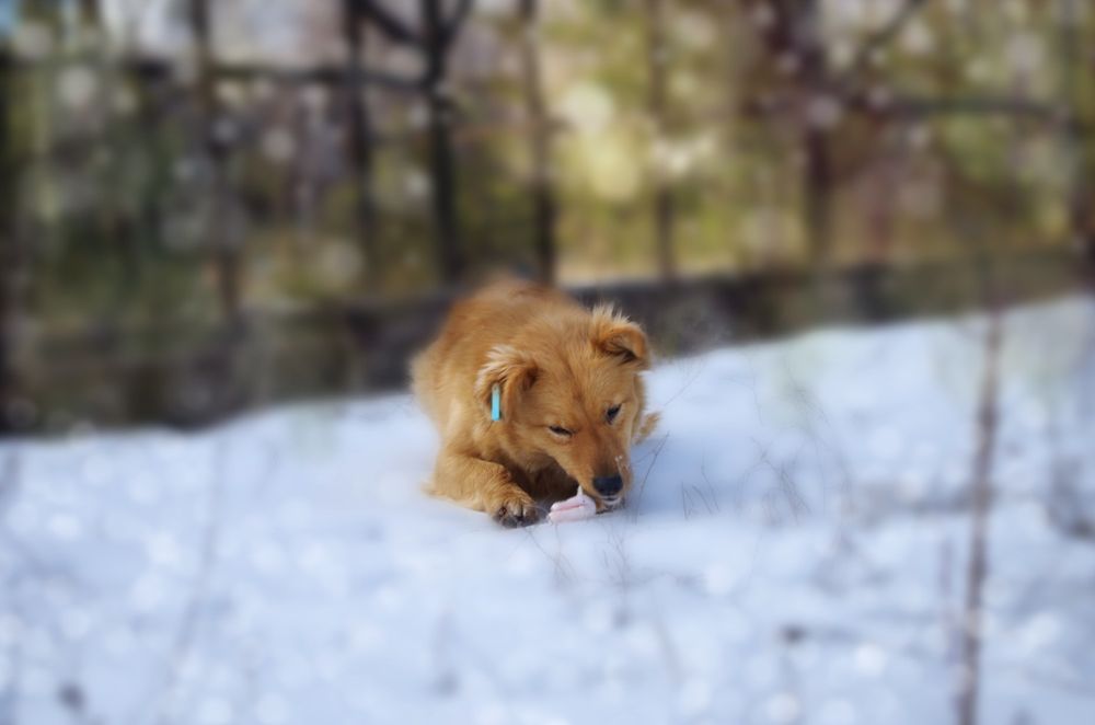 Красиві, вакциновані і стерилізовані собачки в добрі руки