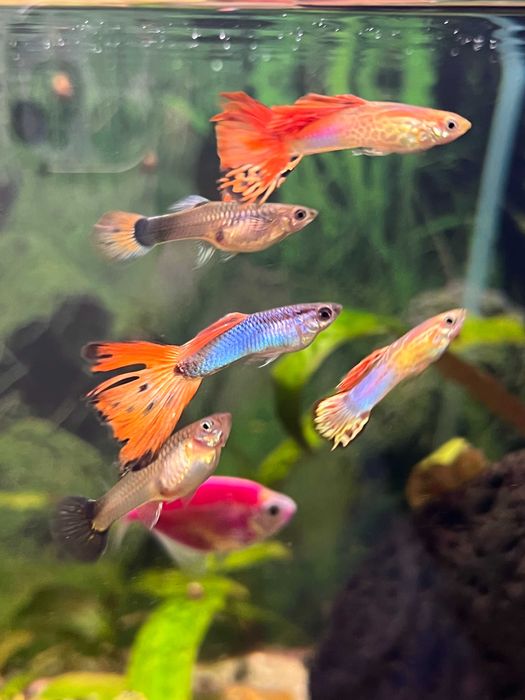 Гуппі мікс від 10шт.