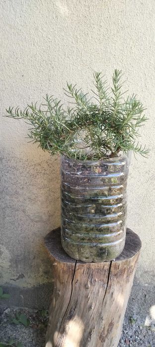 Alecrim Rasteiro (Rosmarinus officinalis)