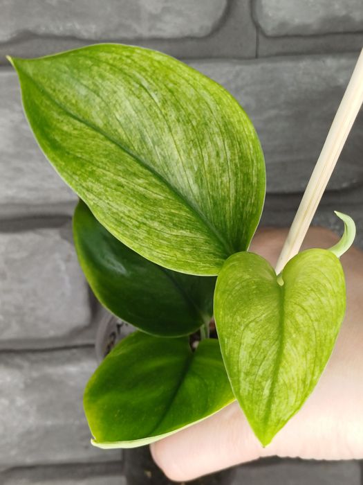 Scindapsus Moonlight Mint #3