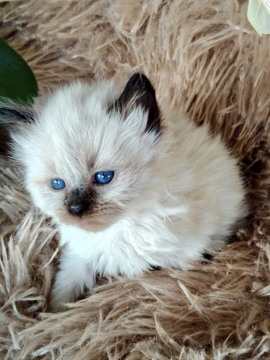 Kotka Neva Masquerade SIB n 33