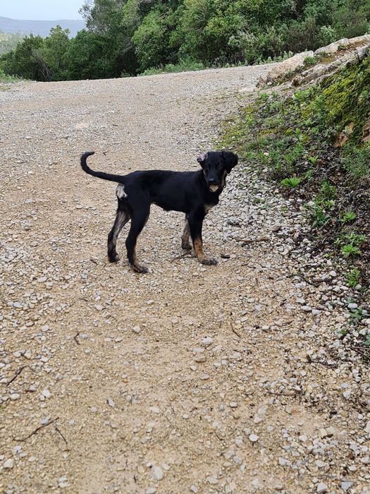 Cadela para adopção