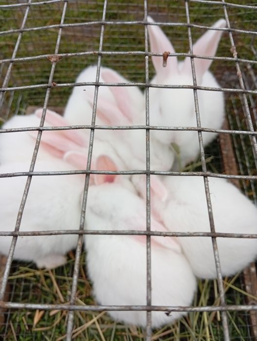 Кролики разных пород