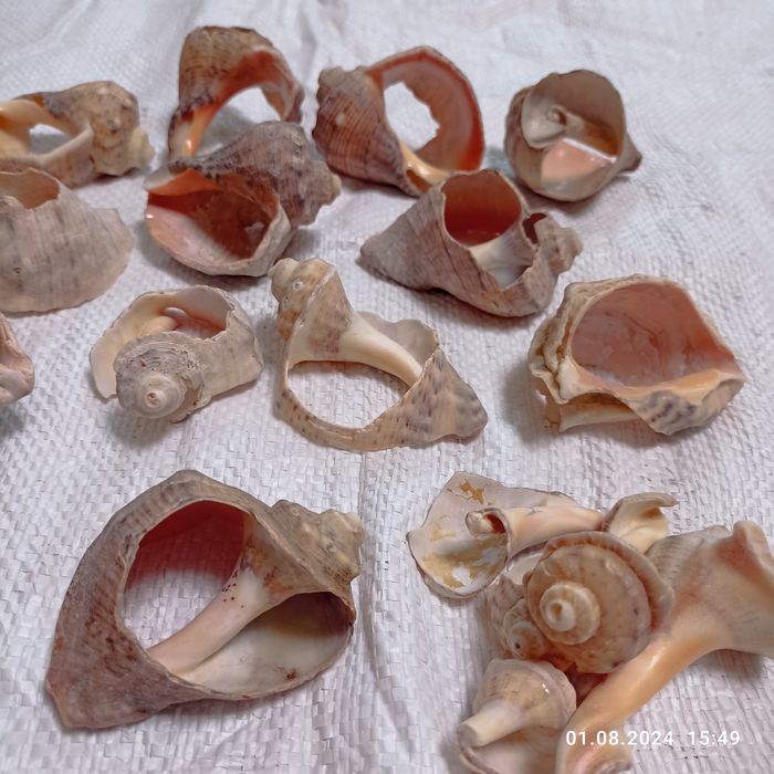 Мушлі биті для акваріума