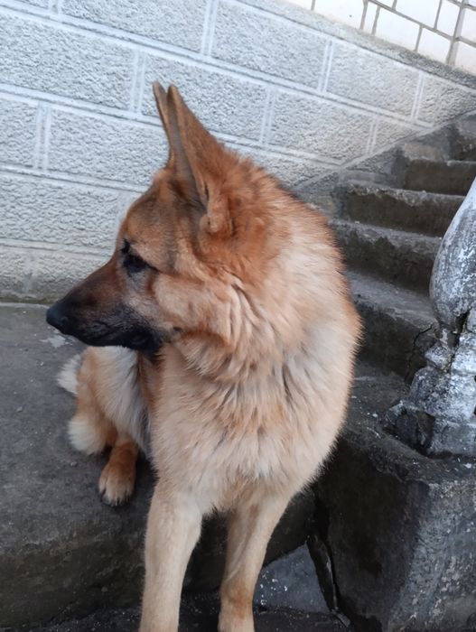 Пропоную кобеля німецька вівчарка віком 1,5років для в'язки (злучки)